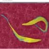 The Lancet Microbe PDF
