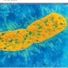 The Lancet Microbe PDF