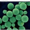 The Lancet Microbe PDF