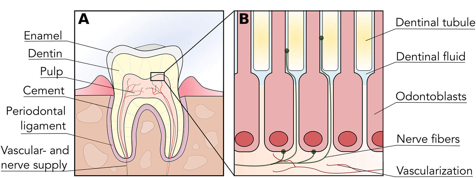 7 Advanced Applications of PRF in OHI-S Regenerative Dentistry: A 2024 Guide