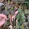 Walking Together, Working Together: Engaging Wisdom for Indigenous Well-Being (Patterns of Northern Traditional Healing Series) (PDF)
