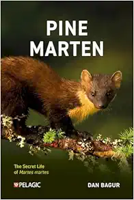 Pine Marten: The Secret Life of Martes martes (EPUB)